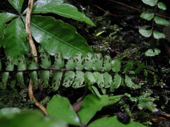 Asplenium tripteropus