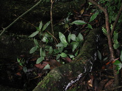 Goodyera daibuzanensis