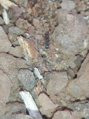 Tetramorium walshi
