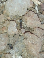 Tetramorium walshi