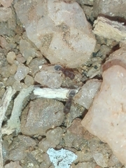 Tetramorium walshi