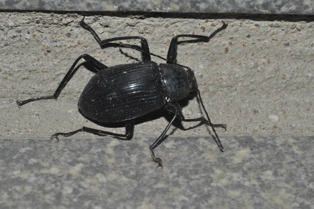 Plesiophthalmus nigrocyaneus