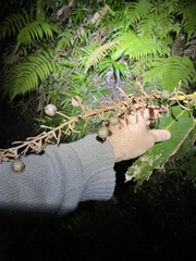 Alpinia caerulea