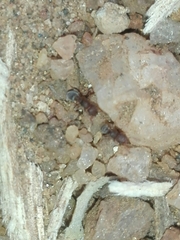 Tetramorium walshi