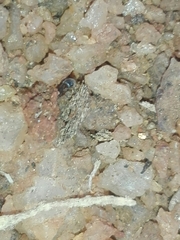Tetramorium walshi