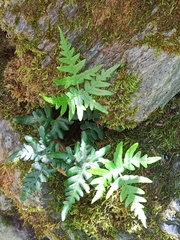 Aleuritopteris argentea