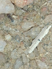 Tetramorium walshi