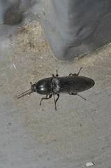 Melanotus cribricollis