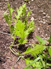 Brassica rapa nipposinica