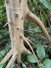 Cecropia schreberiana