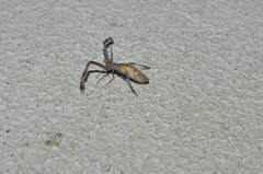 Miagrammopes orientalis