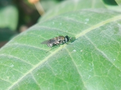 Adoxomyia heminopla