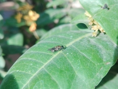 Adoxomyia heminopla