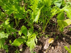 Brassica rapa nipposinica