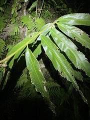 Alpinia caerulea
