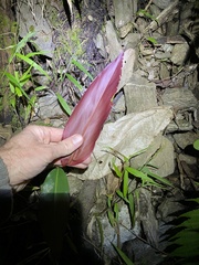 Alpinia caerulea