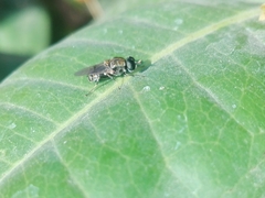 Adoxomyia heminopla