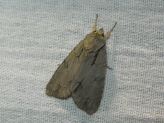 Acronicta tridens