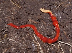 Arthurdendyus testaceus