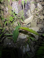 Alpinia caerulea