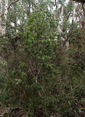 Cyathodes platystoma