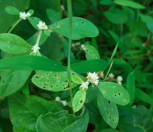 Image of Alternanthera bettzickiana by (c) OnePlanet, some rights reserved (CC BY)