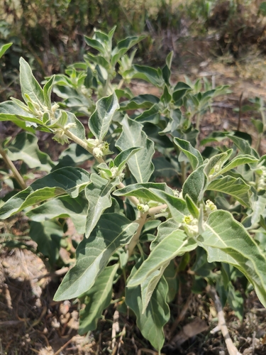 Ashwagandha