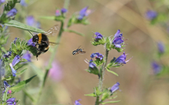 Pseudoanthidium tenellum