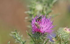 Pseudoanthidium tenellum