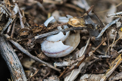 Sonorelix borregoensis