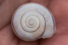 Sonorelix borregoensis