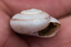 Sonorelix borregoensis