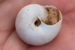 Sonorelix borregoensis