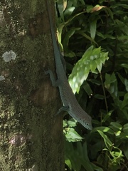 Anolis conspersus