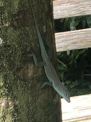 Anolis conspersus
