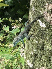 Anolis conspersus