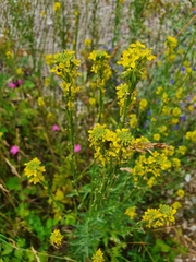 Erysimum marschallianum