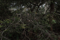 Acacia riceana