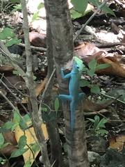 Anolis conspersus