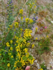 Erysimum marschallianum