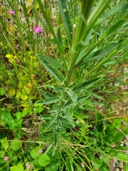 Erysimum marschallianum