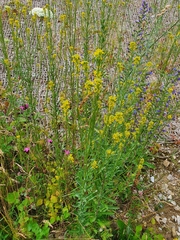 Erysimum marschallianum
