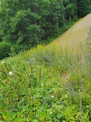 Erysimum marschallianum