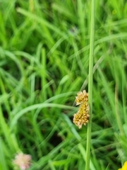 Juncus conglomeratus