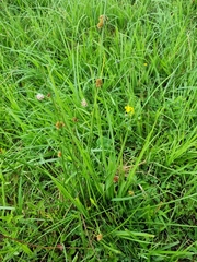Juncus conglomeratus