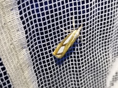 Catoptria permutatellus