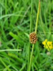 Juncus conglomeratus