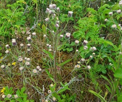 Erigeron acris acris