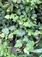 Hedera