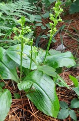 Liparis kumokiri